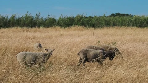 Sheep eating grass in a sun-lit, windswept golden meadow. Tall dry vegetation 動画素材 345044578