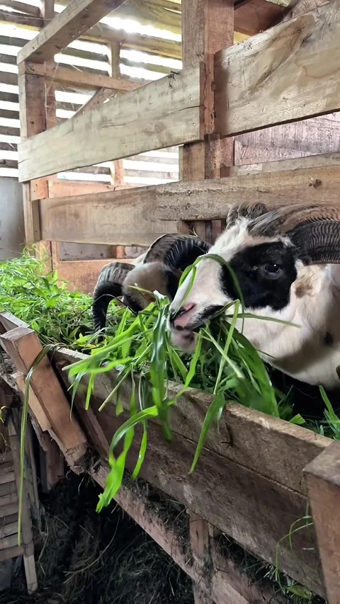 Sheep eating grass in the wooden pen Stock Footage 330951237