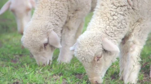 Sheep Eating Green Grass Stock Footage 56540558