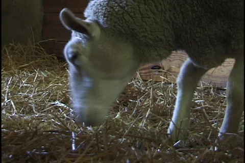 Sheep Eating Hay in Barn Stock Footage 298312