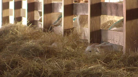 Sheep Eating Hay in a Barn Stock Footage 26564562