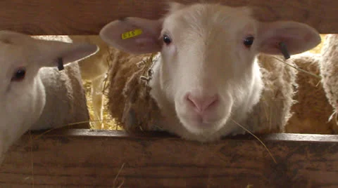 Sheep Eating Hay in a Barn Stock Footage 26564574