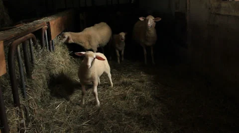 Sheep eating hay in barn Stock Footage 28504305