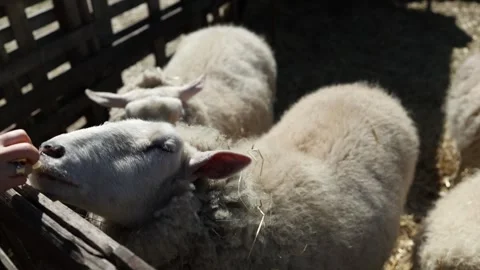 Sheep eating hay in enclosure Stock Footage 333510805