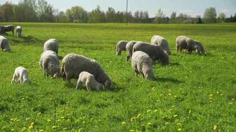 Sheep Eating Hay on a Field. Stock Footage 310994886