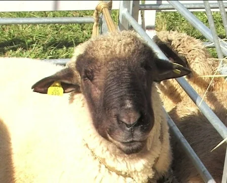 Sheep eating hay Video stock 84876