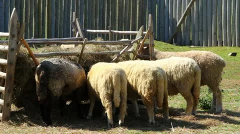 Sheep Eating Hay Stock Footage 11879249