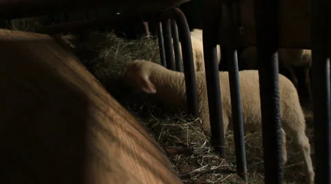 Sheep eating hay Stock Footage 28502982