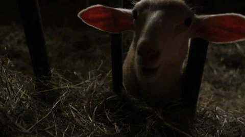 Sheep eating hay Stock Footage 28503373