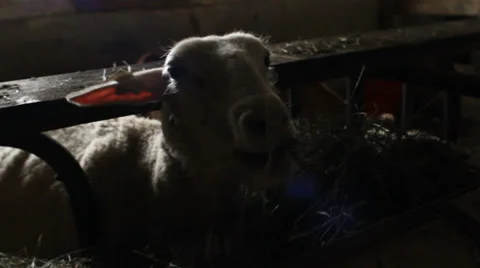 Sheep eating hay Stock Footage 28554863