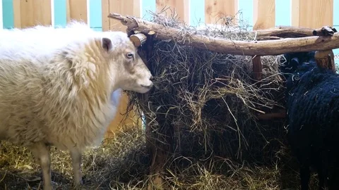 Sheep eating hay Video stock 79660723