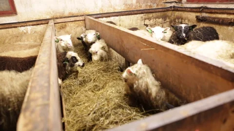 Sheep eating hay Stock Footage 143483347