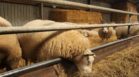 Sheep eating hay in a sheepfold Stock Footage 35970925
