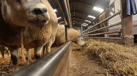 Sheep eating hay in a sheepfold Stock Footage 35971059