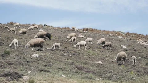 Sheep eating ichu on a mountain. Stock Footage 229570988