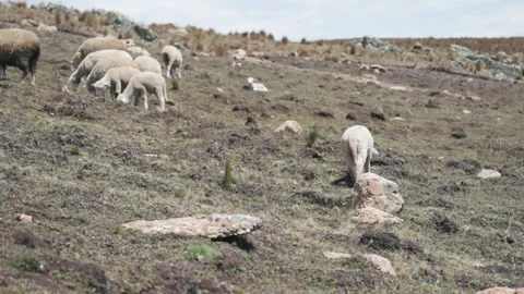 Sheep eating ichu on a mountain. Stock Footage 229571111