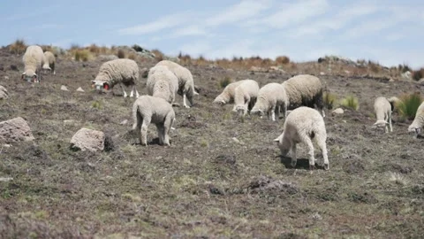 Sheep eating ichu on a mountain. Stock Footage 229571136