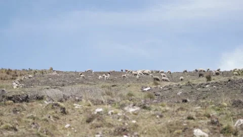 Sheep eating ichu on a mountain. Stock Footage 229571137