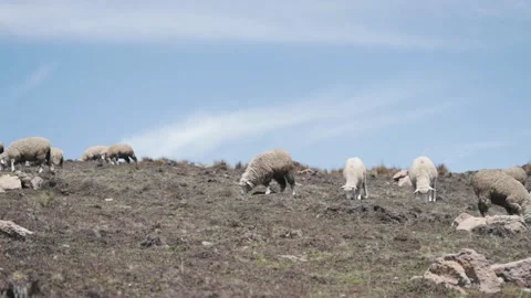 Sheep eating ichu on a mountain Stock Footage 229571153