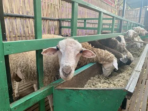 Sheep eating inside the farm Stock Photos