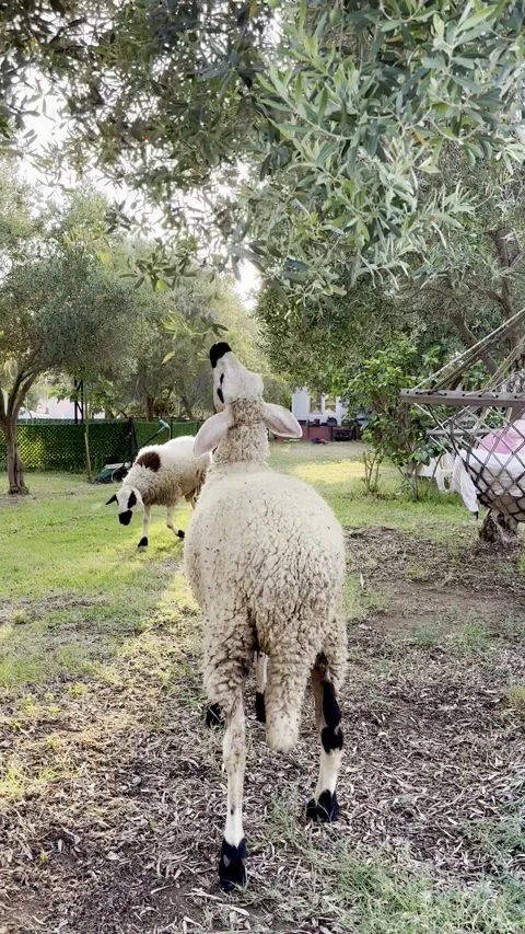 Sheep eating leaves from olive tree Vídeos de archivo 342282136