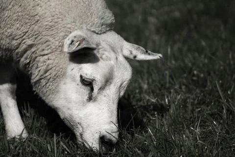 A sheep is eating Stock Photos
