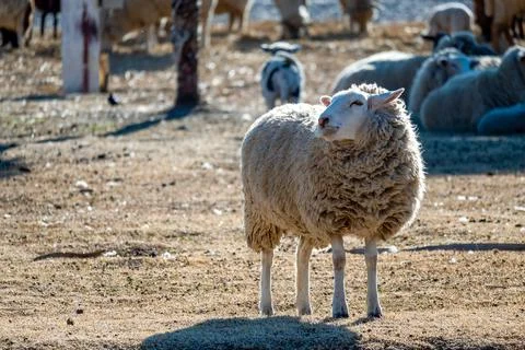 Sheep eating a plastic bag. Stock Photos