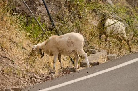 Sheep eating on the side of a road. Foto stock