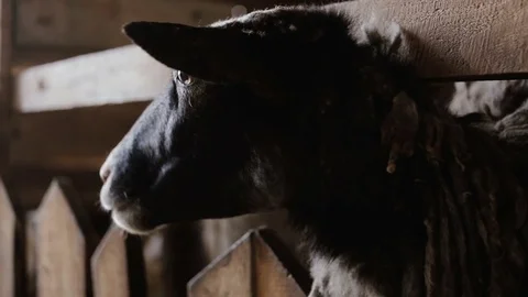 Sheep Eating In The Stable Vidéo 80121076
