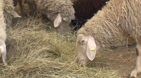 Sheep eating straw in a cote Stock-Footage 38298245