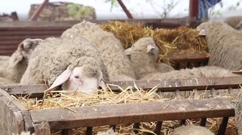 Sheep eating straw in the pen Stock Footage 60257965