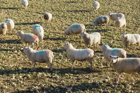 Sheep Eating Stubble Turnips Stock Photos