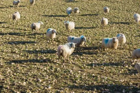 Sheep Eating Stubble Turnips Stock Photos