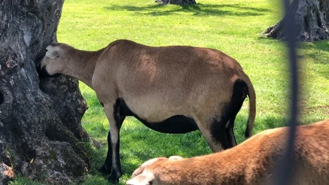 Sheep eating tree in Castello di Amorosa, Napa Valley, California Stock Footage 112775354