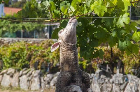 A sheep eating from a tree. Stock Photos