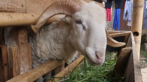 Sheep Eating from Trough Stock Footage 88724090