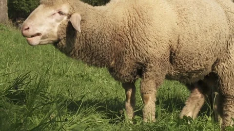 Sheep eats an apple on a meadow Stock Footage 282892820