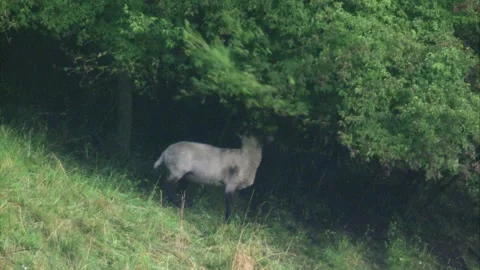 Sheep eats on bushes near by a meadow Stock Footage 278973869