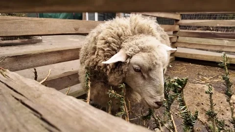 Sheep eats Christmas tree. Stock Footage 302089177