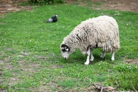 Sheep eats fresh grass in the pasture Stock Photos