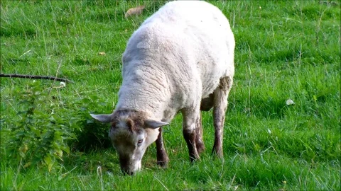 Sheep eats grass and then leaves Stock Footage 93542360