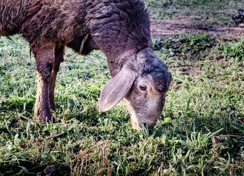 A sheep eats grass in a quiet field Stock-Fotos