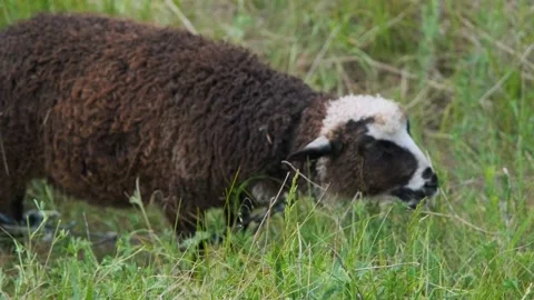 The sheep eats grass. A young sheep eats grass in a field. Sheep in the Stock Footage 196694610