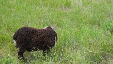 The sheep eats grass. A young sheep eats grass in a field. Sheep in the Stock-Footage 197079584