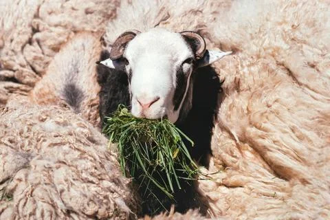 Sheep eats green grass Stock Photos
