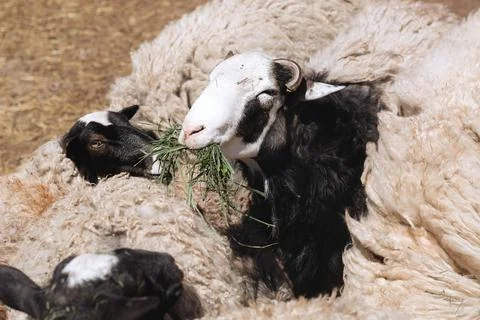 Sheep eats green grass Stock Photos