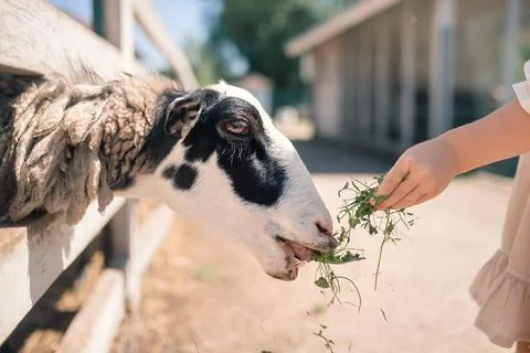 Sheep eats green grass Stock Photos