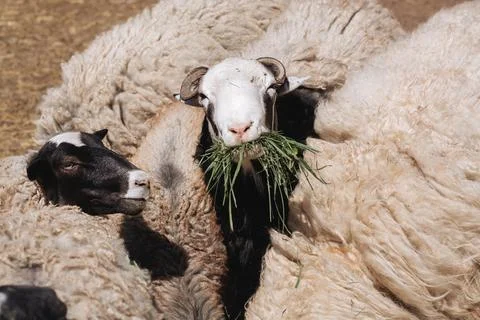 Sheep eats green grass Stock Photos