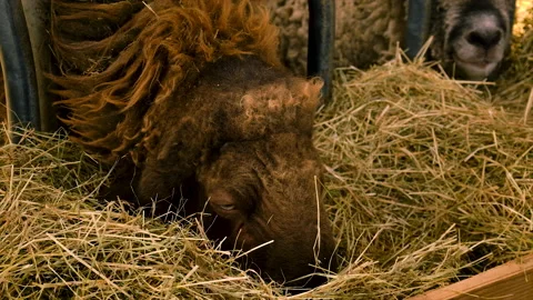 Sheep eats hay on the farm. Selective focus. Stock Footage 229485082