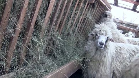 Sheep that eats quiet hay in the manger and when they see the camera out of t Stock Footage 89630276